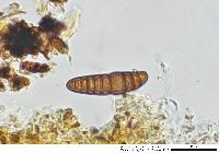 Oedohysterium sinense image