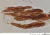 Oedohysterium sinense image