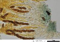 Hysterium pulicare image