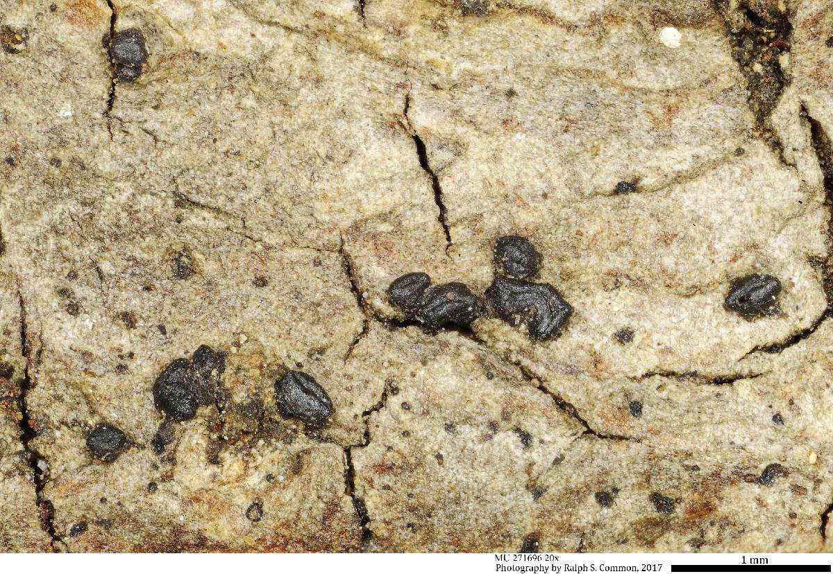 Hysteriaceae image
