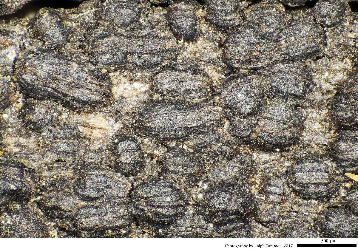 Anteaglonium abbreviatum image