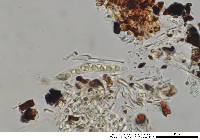 Anteaglonium abbreviatum image