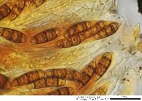 Hysterium pulicare image