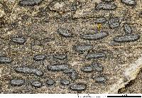 Hysterium pulicare image