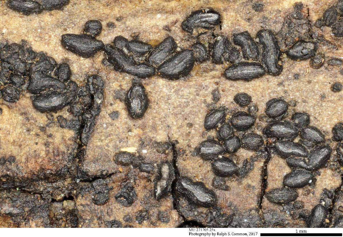 Rhytismataceae image