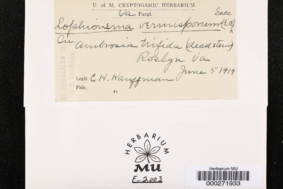 Lophionema vermisporum image