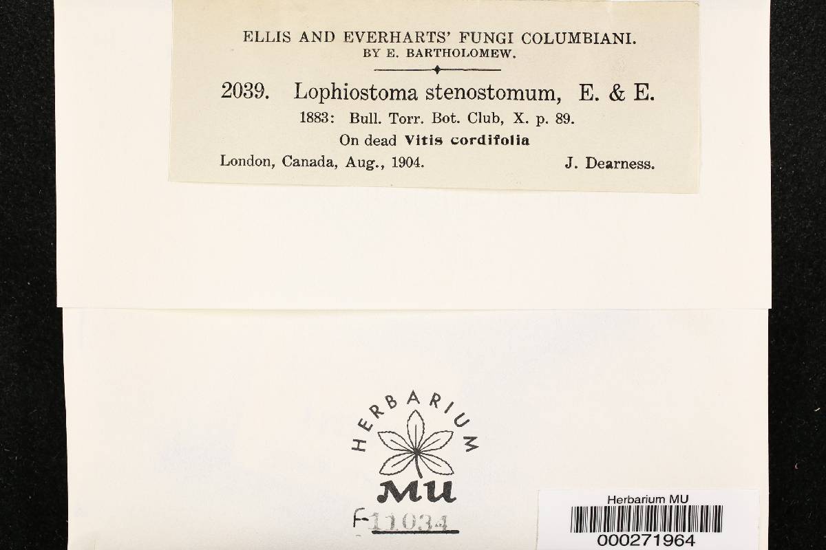Lophiostoma stenostomum image