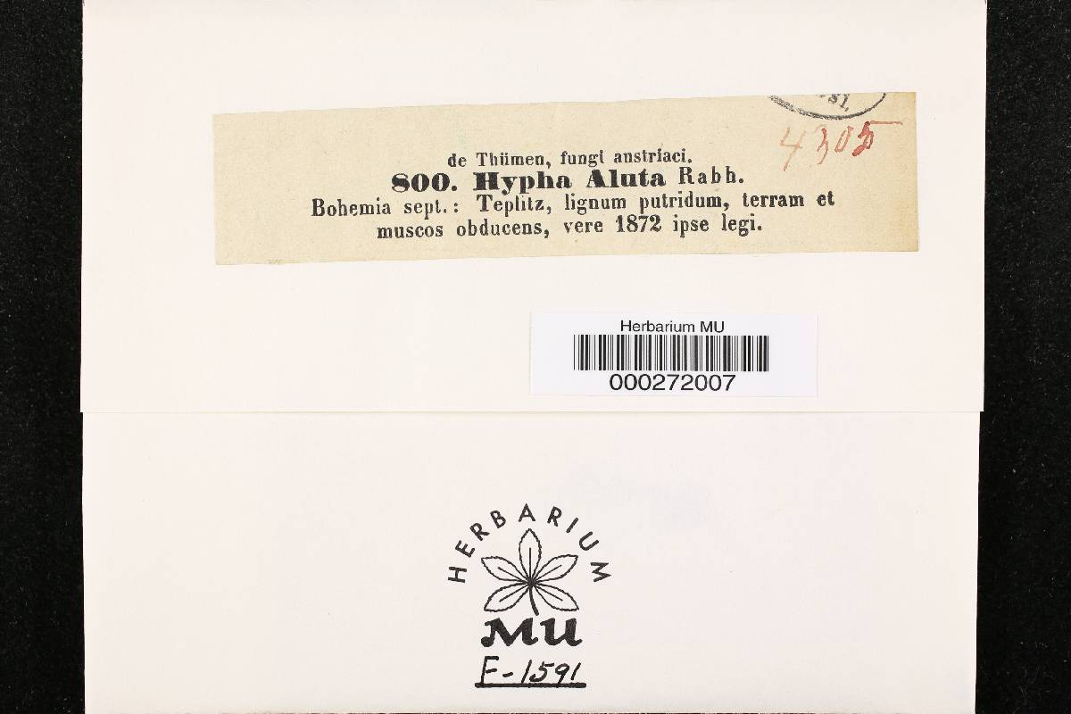 Hypha image