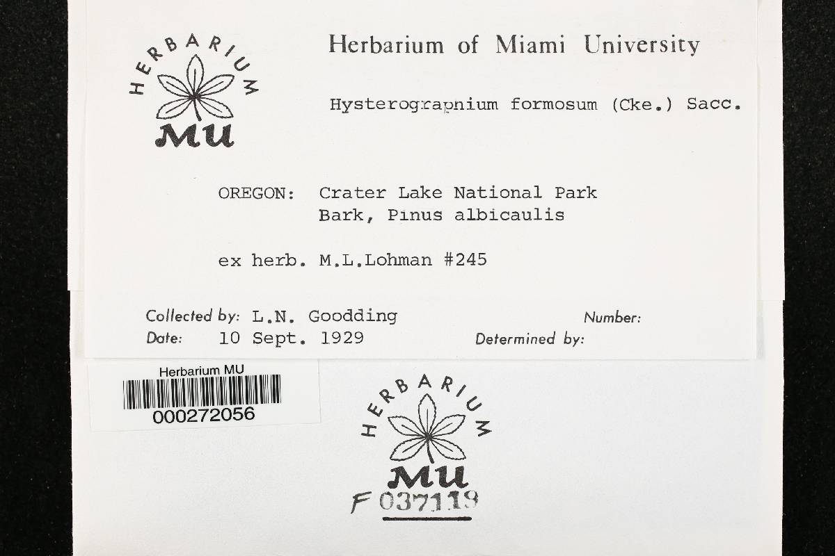 Hysterographium formosum image