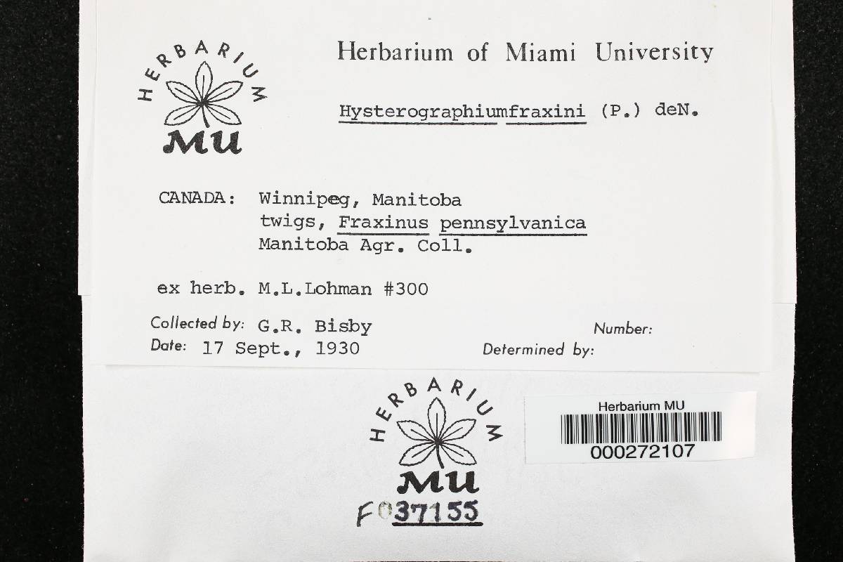 Hysterographium fraxini image