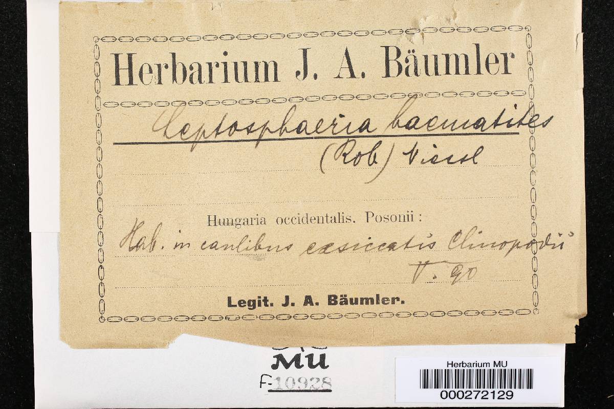 Leptosphaeria haematites image