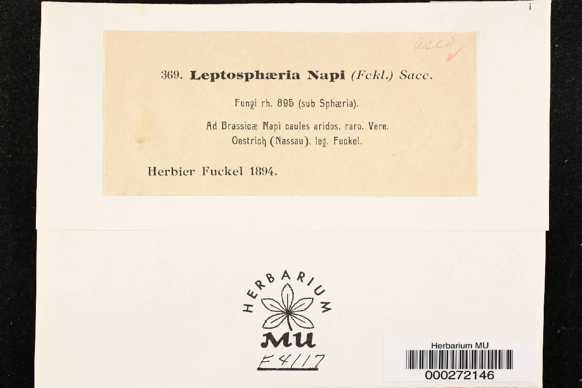 Leptosphaeria napi image