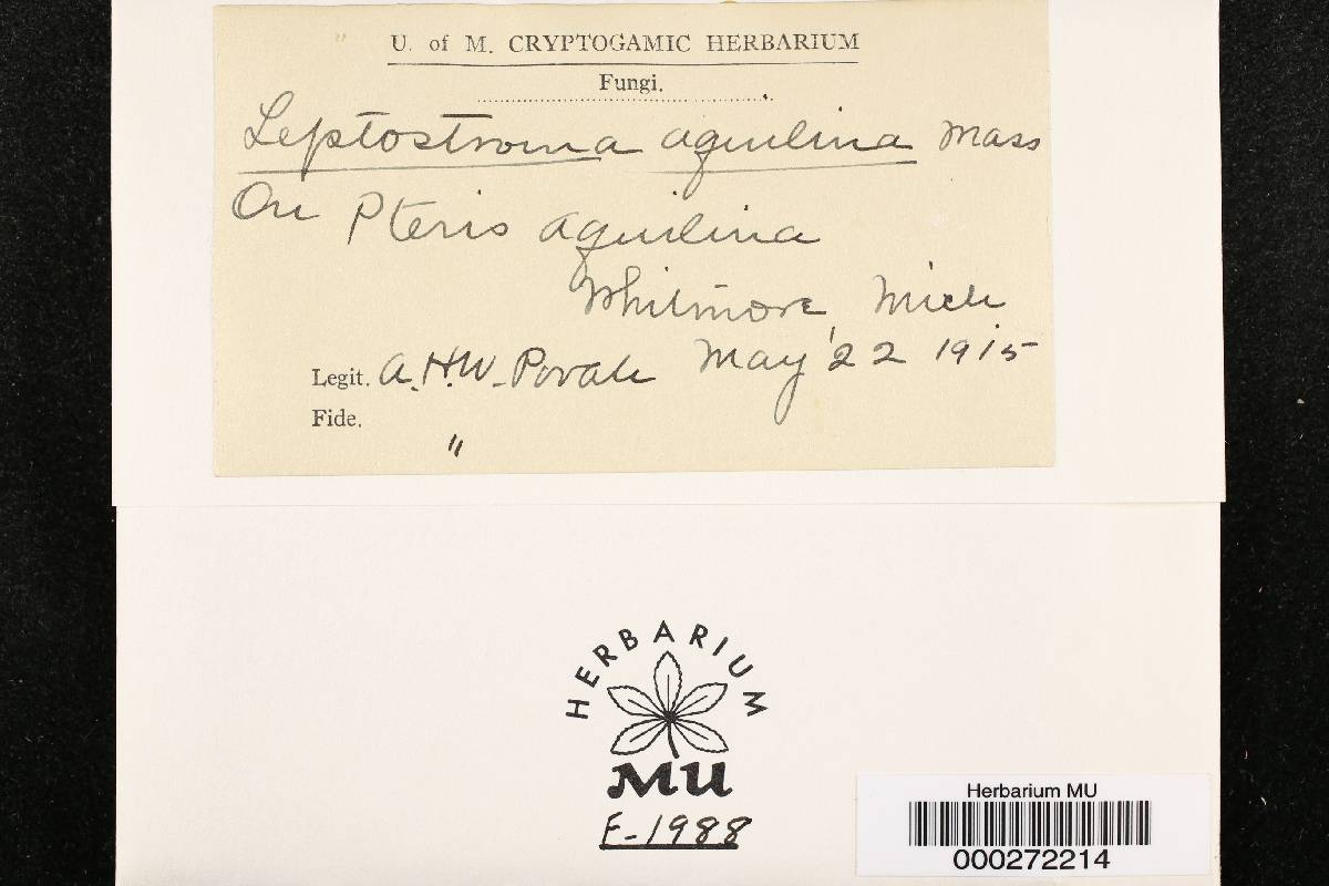Leptostroma aquilinum image