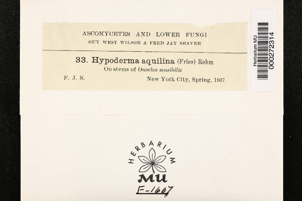 Hypoderma aquilinum image
