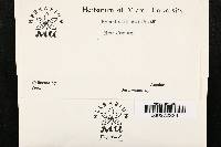 Hypoderma smilacis image