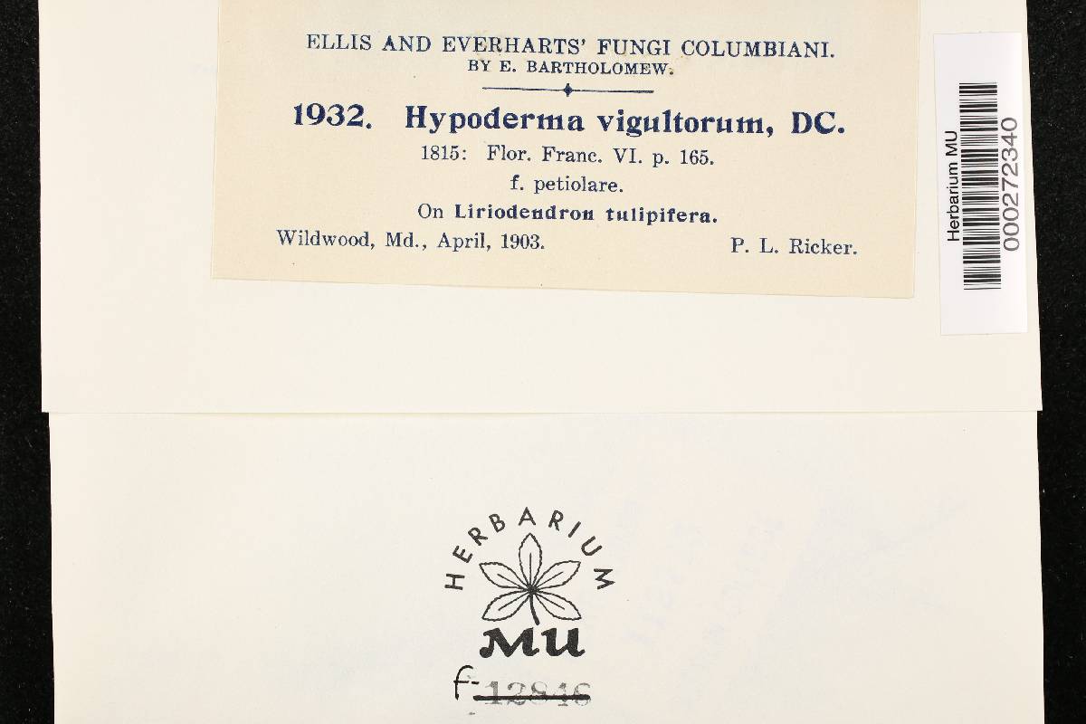 Hypoderma virgultorum image