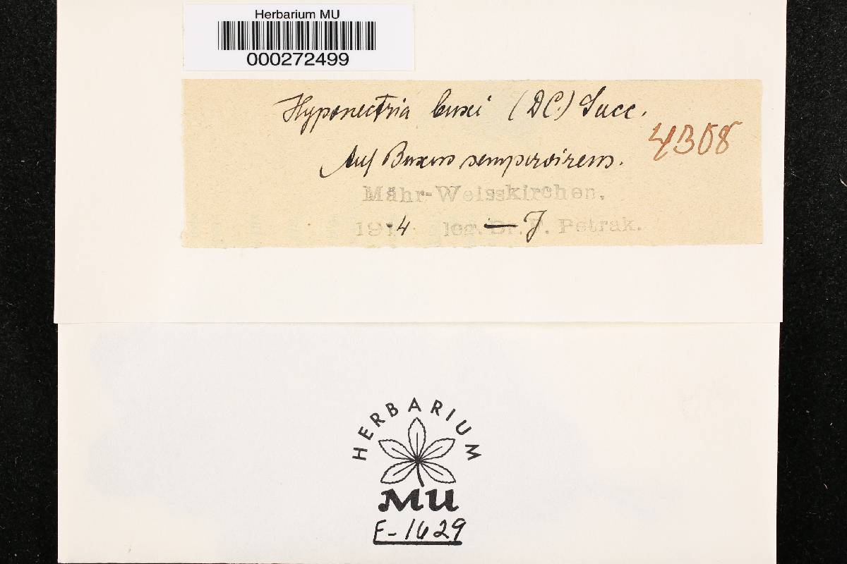 Hyponectriaceae image