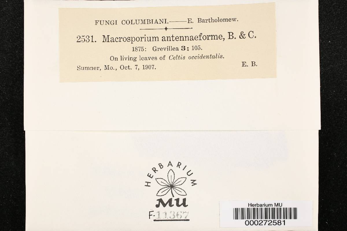 Macrosporium antennaeforme image