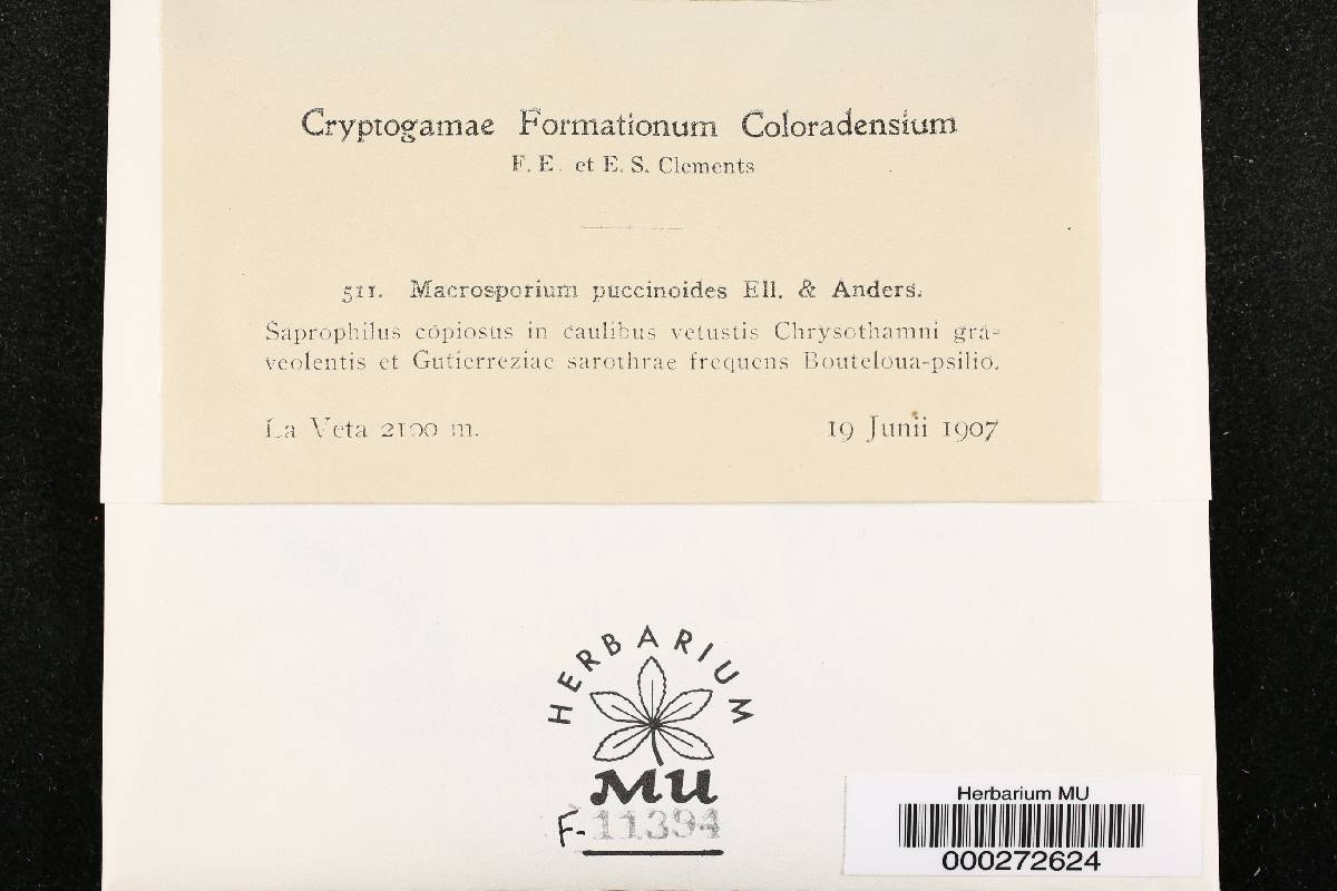 Macrosporium puccinoides image