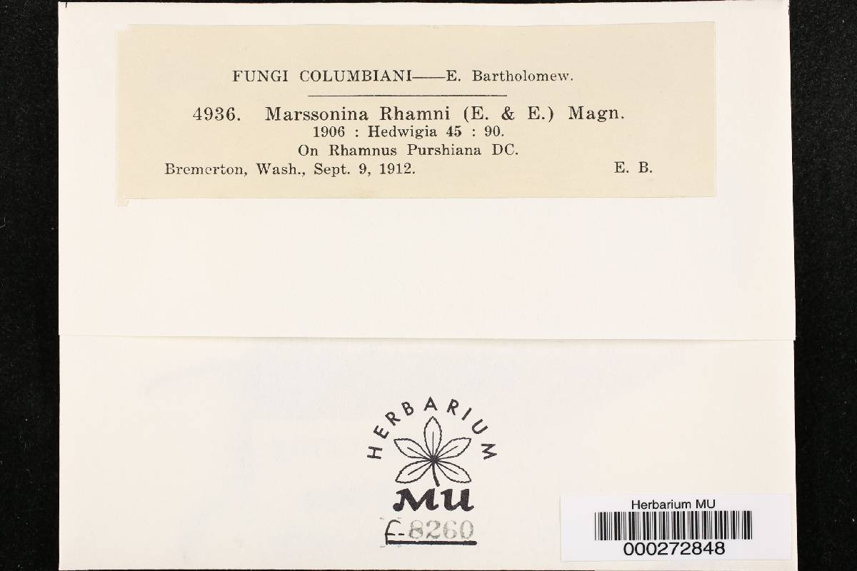 Marssonina rhamni image