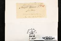 Massaria foedans image