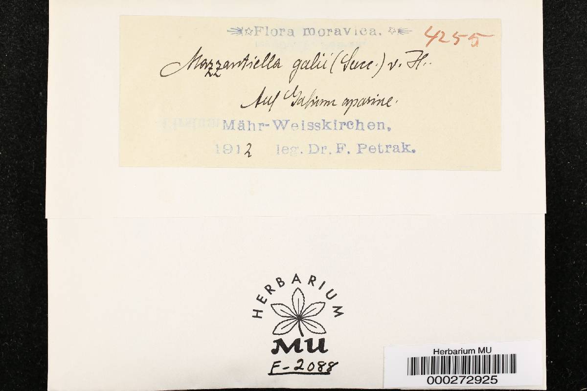 Mazzantiella galii image