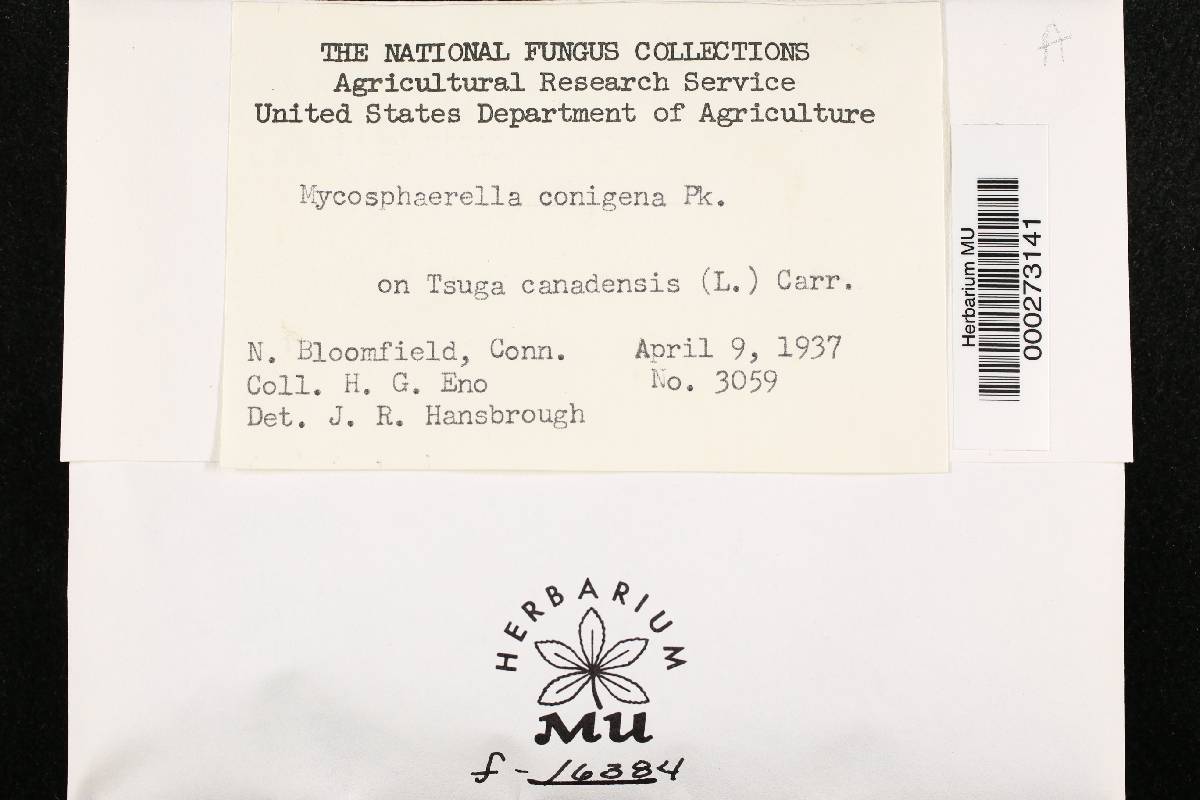 Delphinella peckii image