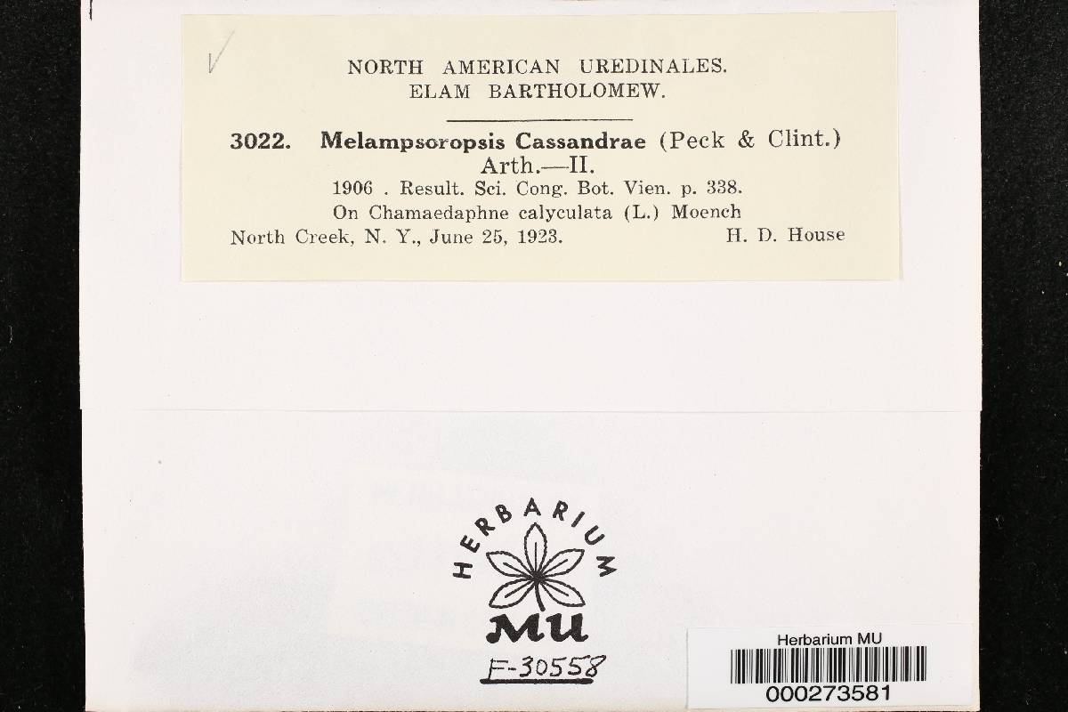 Melampsoropsis cassandrae image