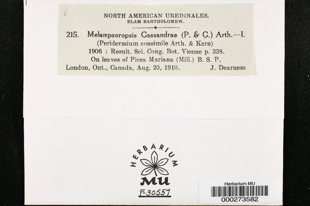 Melampsoropsis cassandrae image