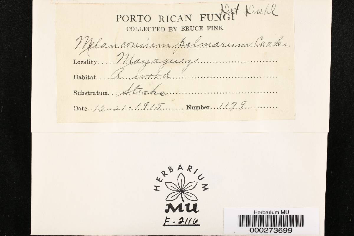 Melanconium palmarum image