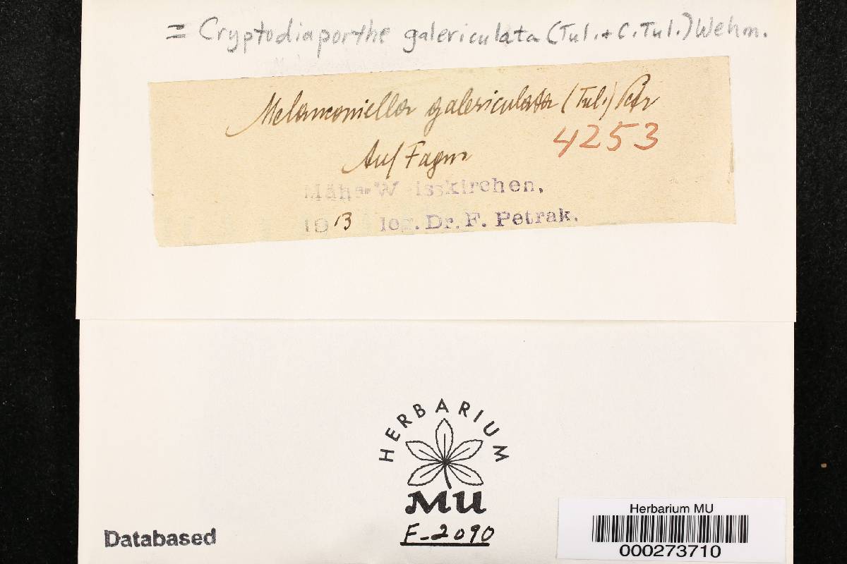 Cryptodiaporthe galericulata image