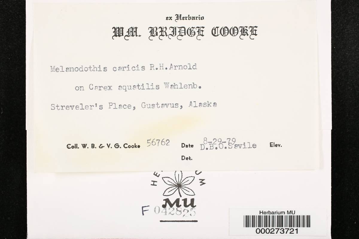 Melanodothis caricis image