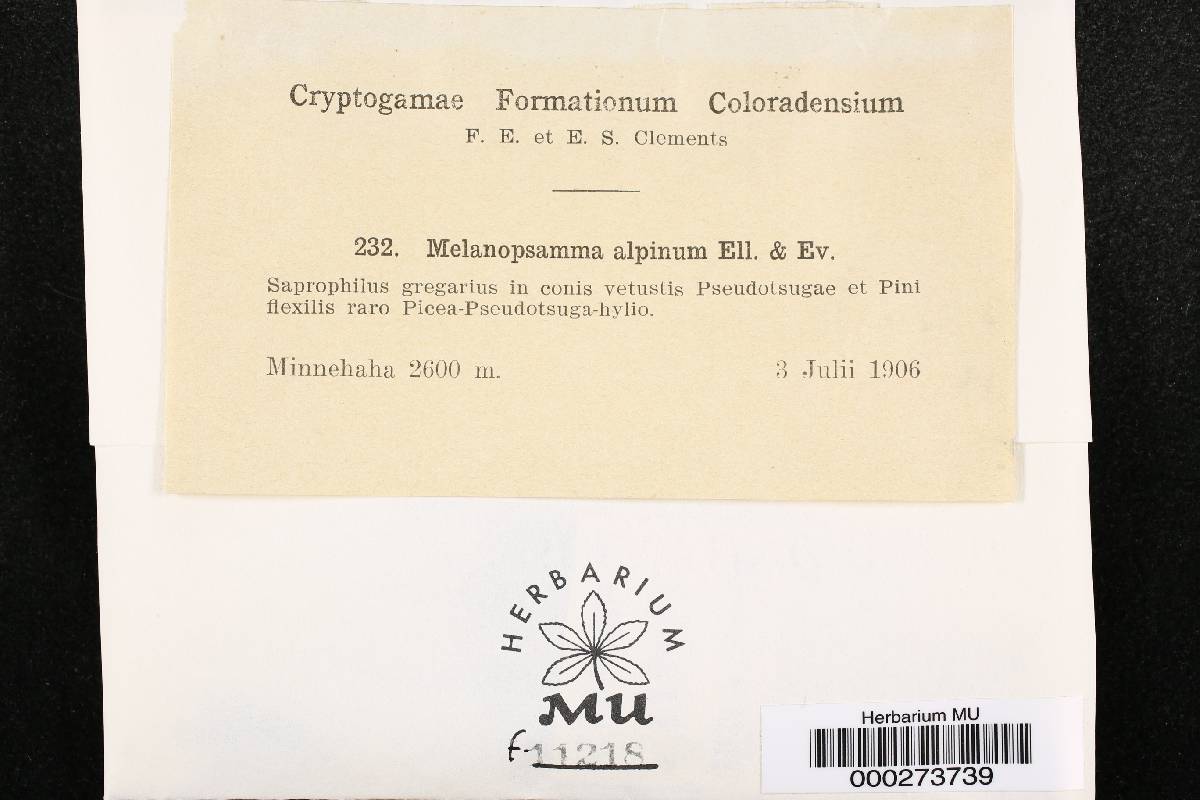Melanopsamma alpina image