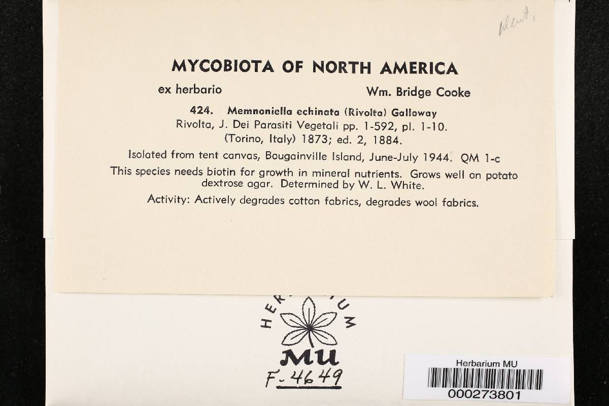 Memnoniella echinata image