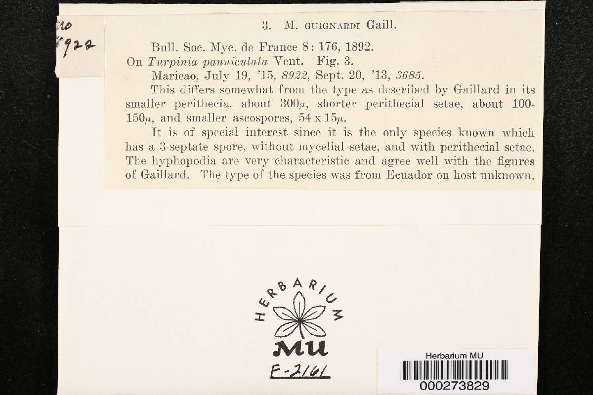 Meliola guignardii image