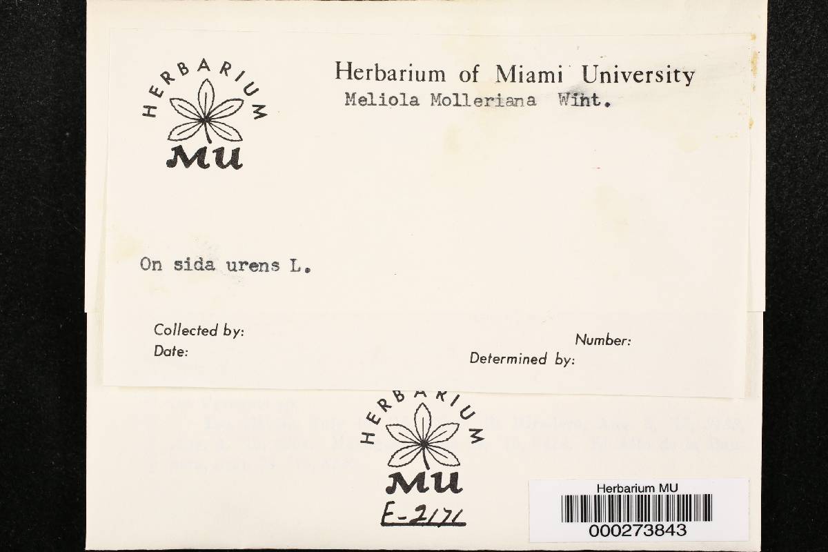 Meliola molleriana image