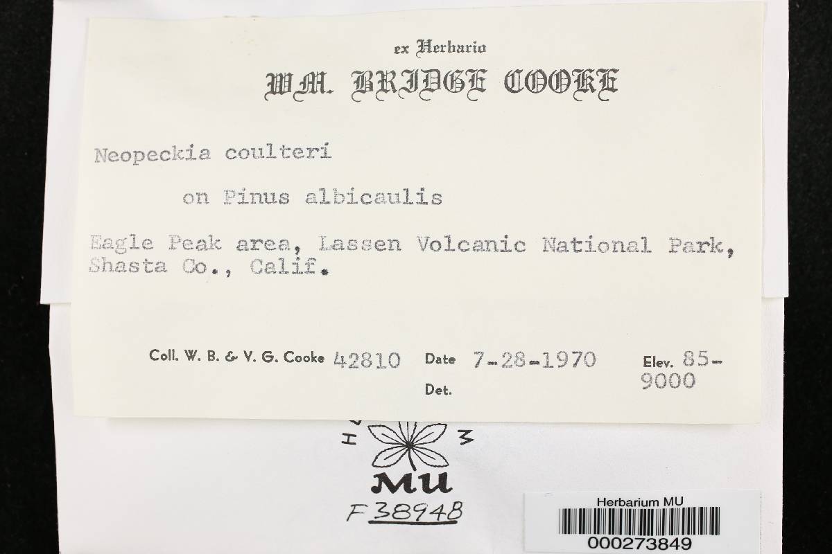 Neopeckia coulteri image