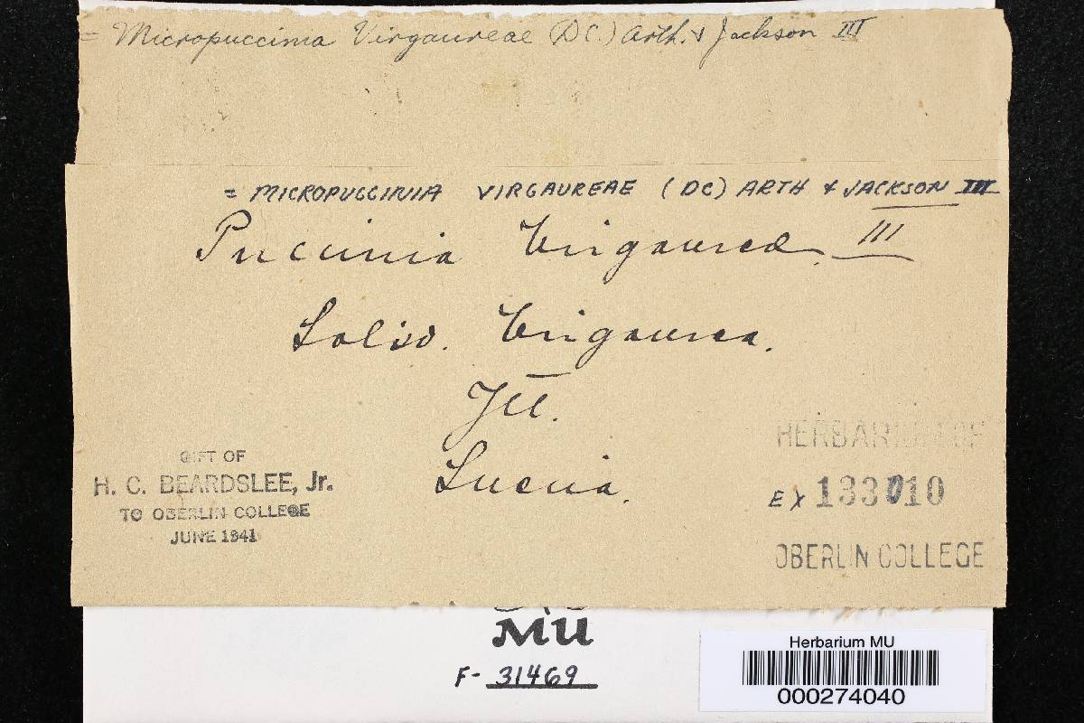 Micropuccinia virgaureae image