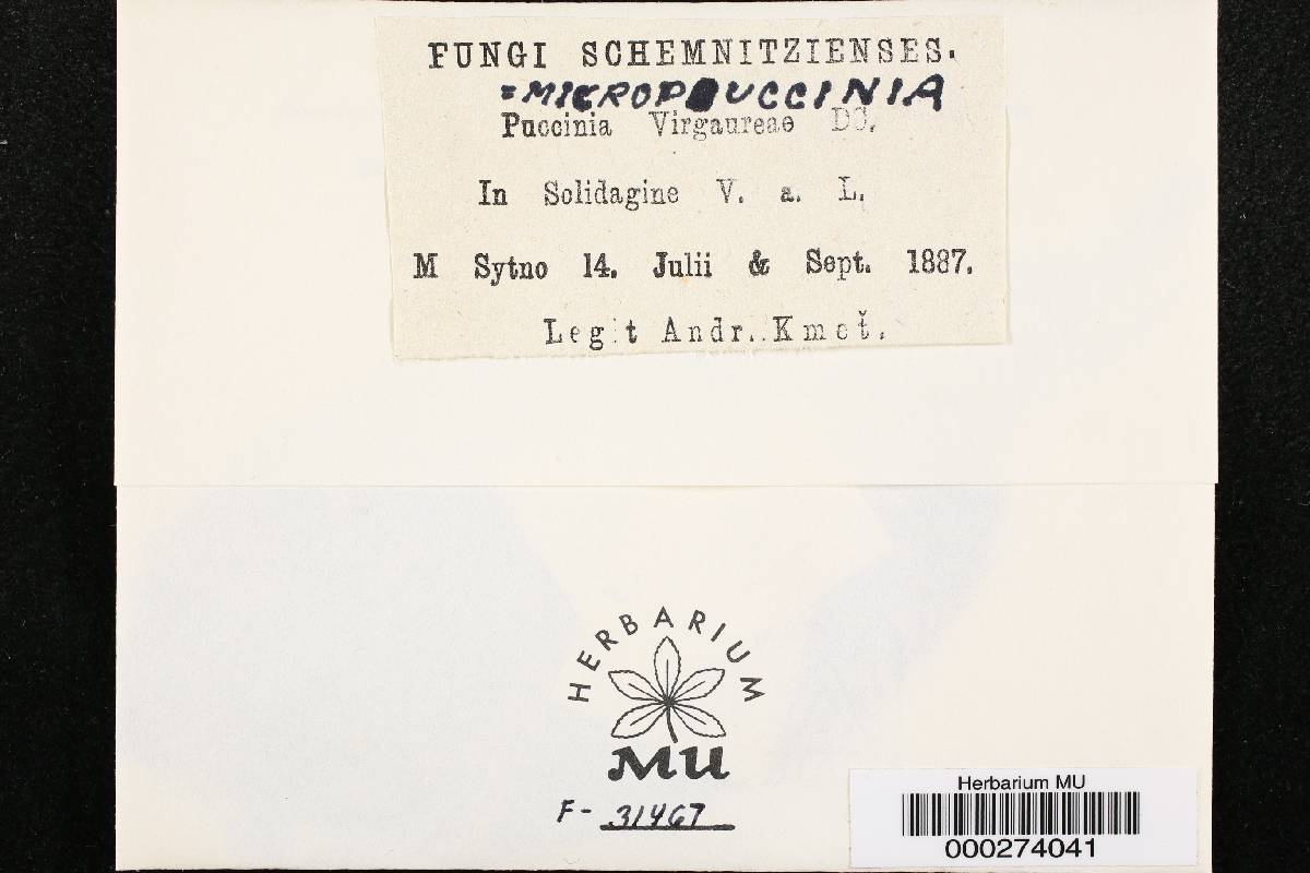 Micropuccinia virgaureae image
