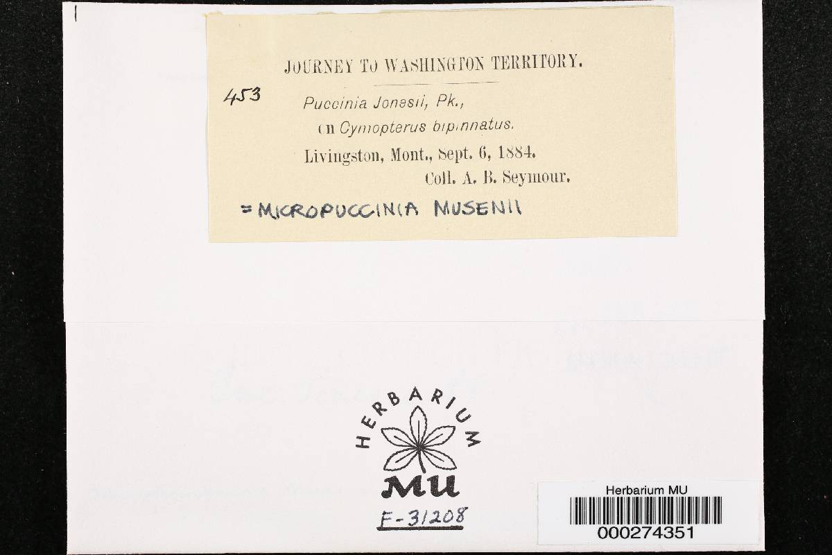 Micropuccinia musenii image