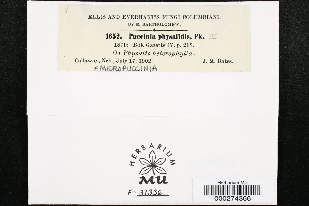 Micropuccinia physalidis image