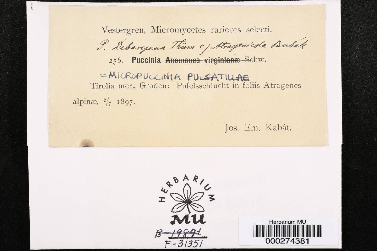Micropuccinia pulsatillae image