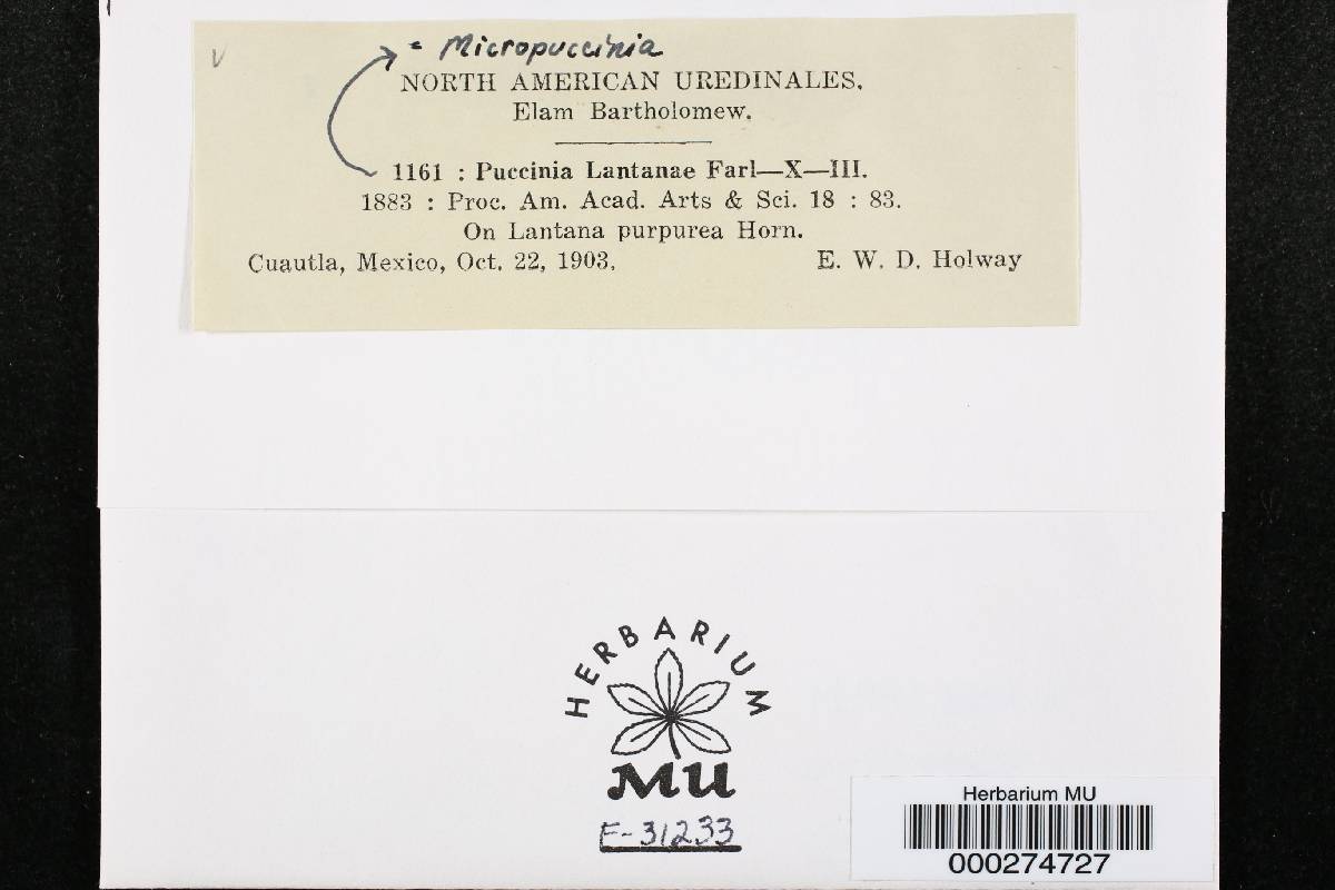 Micropuccinia lantanae image