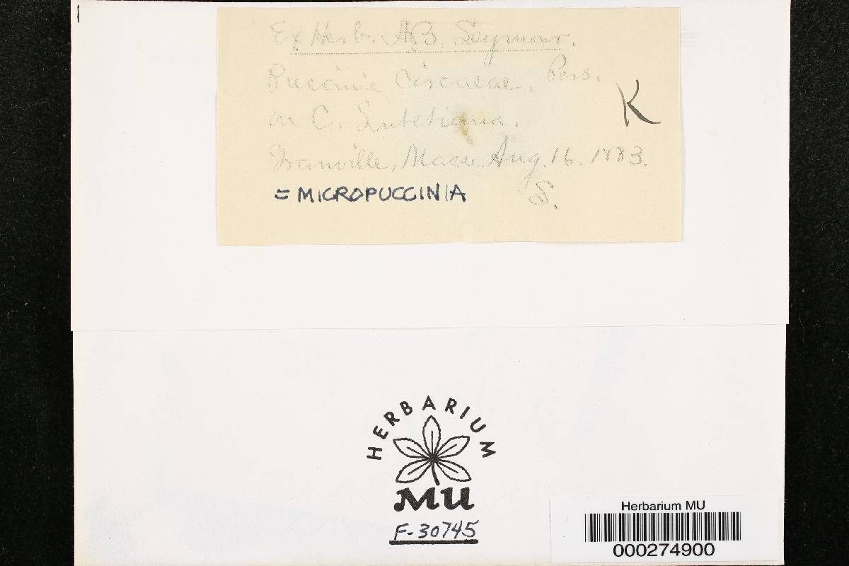 Puccinia circaeae image