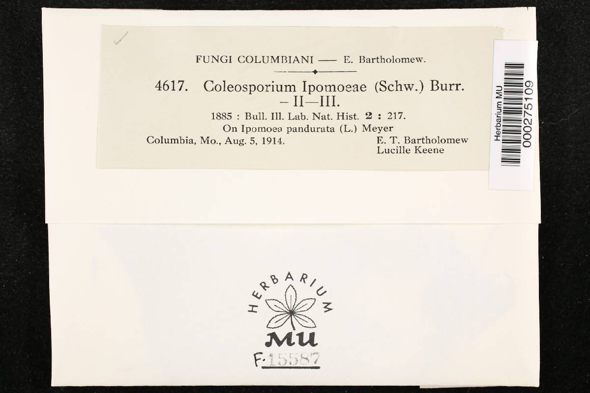 Coleosporium ipomoeae image