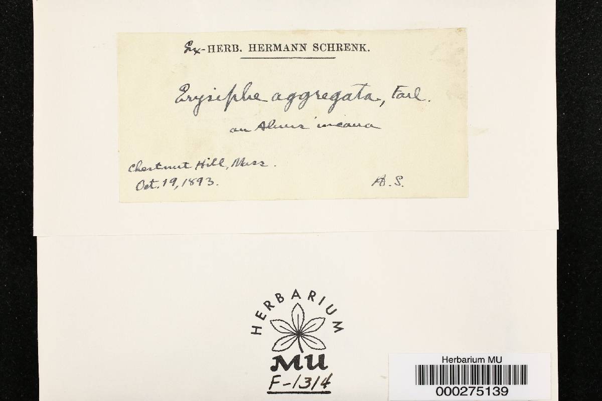 Erysiphe aggregata image