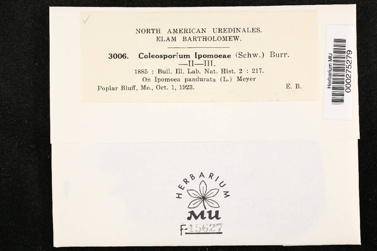 Coleosporium ipomoeae image