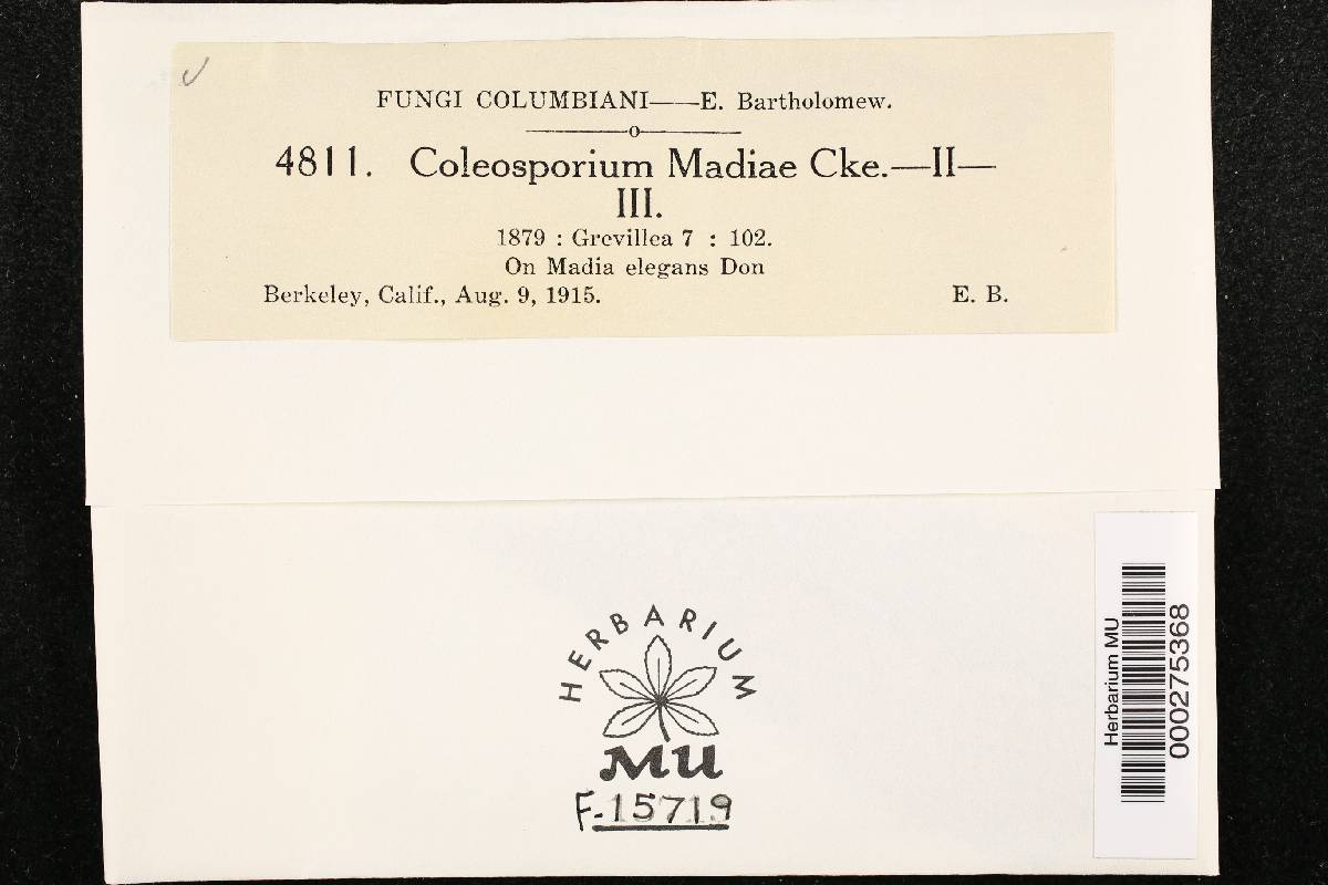 Coleosporium madiae image