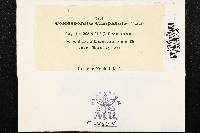 Coleosporium tussilaginis image