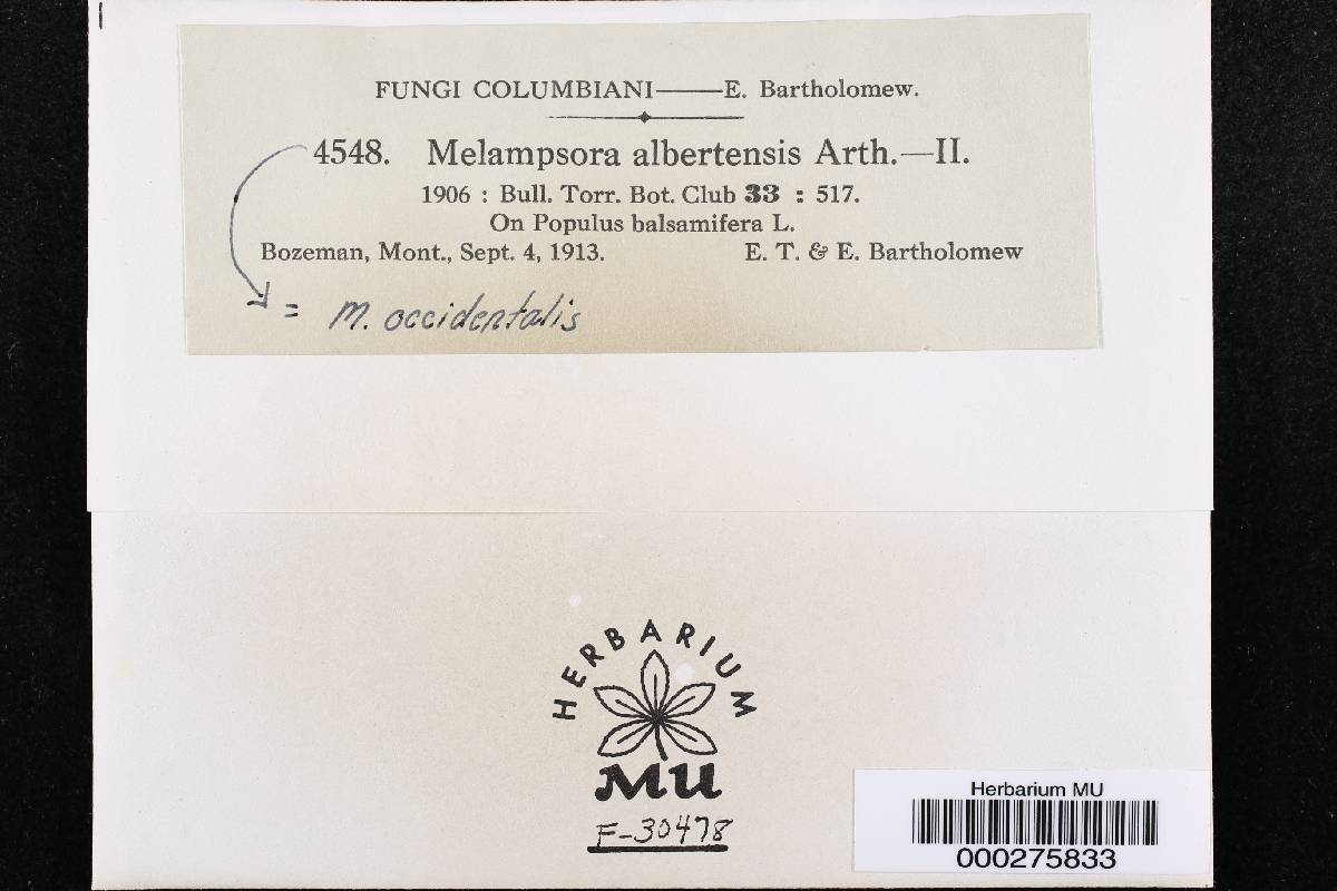 Melampsora occidentalis image
